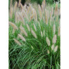 PENNISETUM alopecuroides