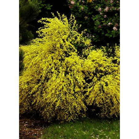 CYTISUS praecox ALLGOLD