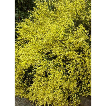 CYTISUS praecox ALLGOLD