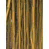 PHYLLOSTACHYS aureosulcata SPECTABILIS