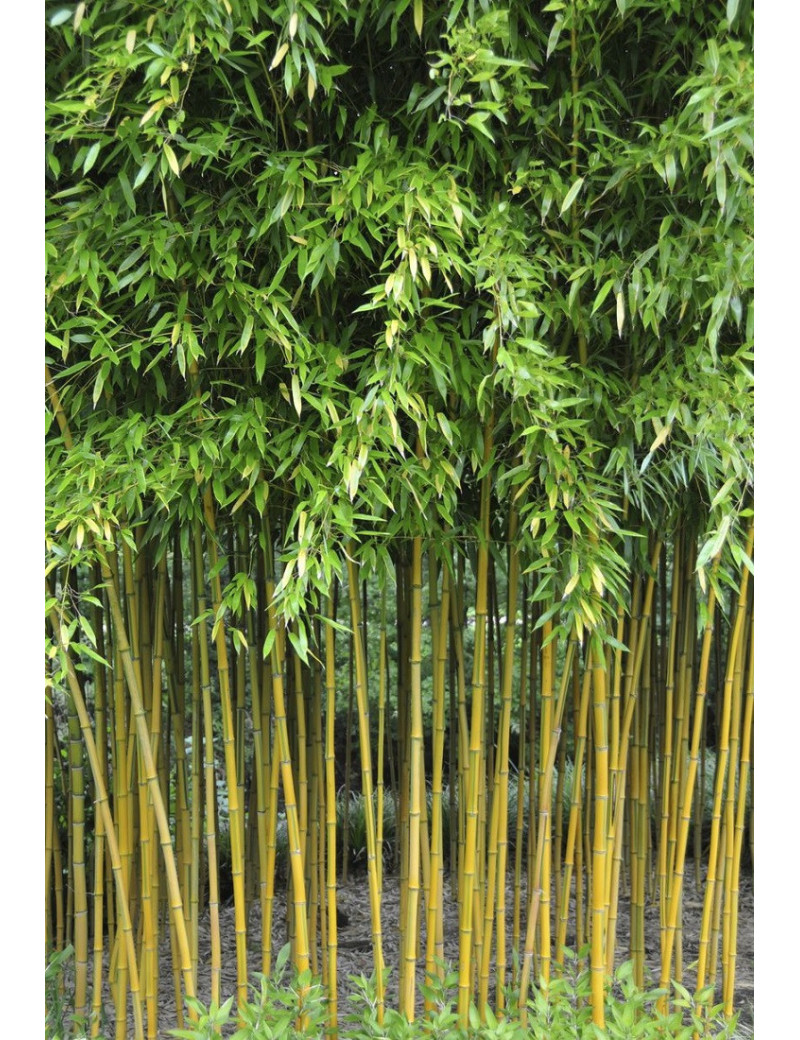 PHYLLOSTACHYS aureosulcata SPECTABILIS