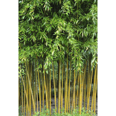 PHYLLOSTACHYS aureosulcata SPECTABILIS