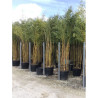 PHYLLOSTACHYS aureosulcata SPECTABILIS