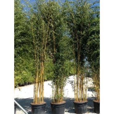 PHYLLOSTACHYS aureosulcata SPECTABILIS