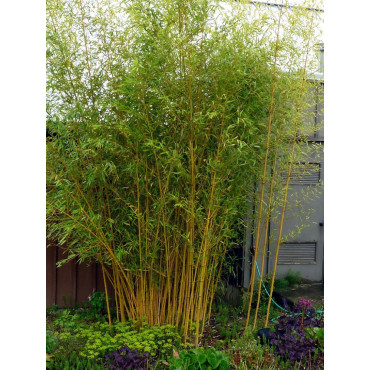 PHYLLOSTACHYS aureosulcata AUREOCAULIS