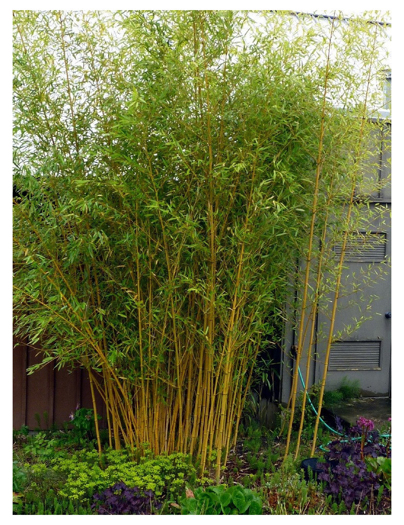 PHYLLOSTACHYS aureosulcata AUREOCAULIS