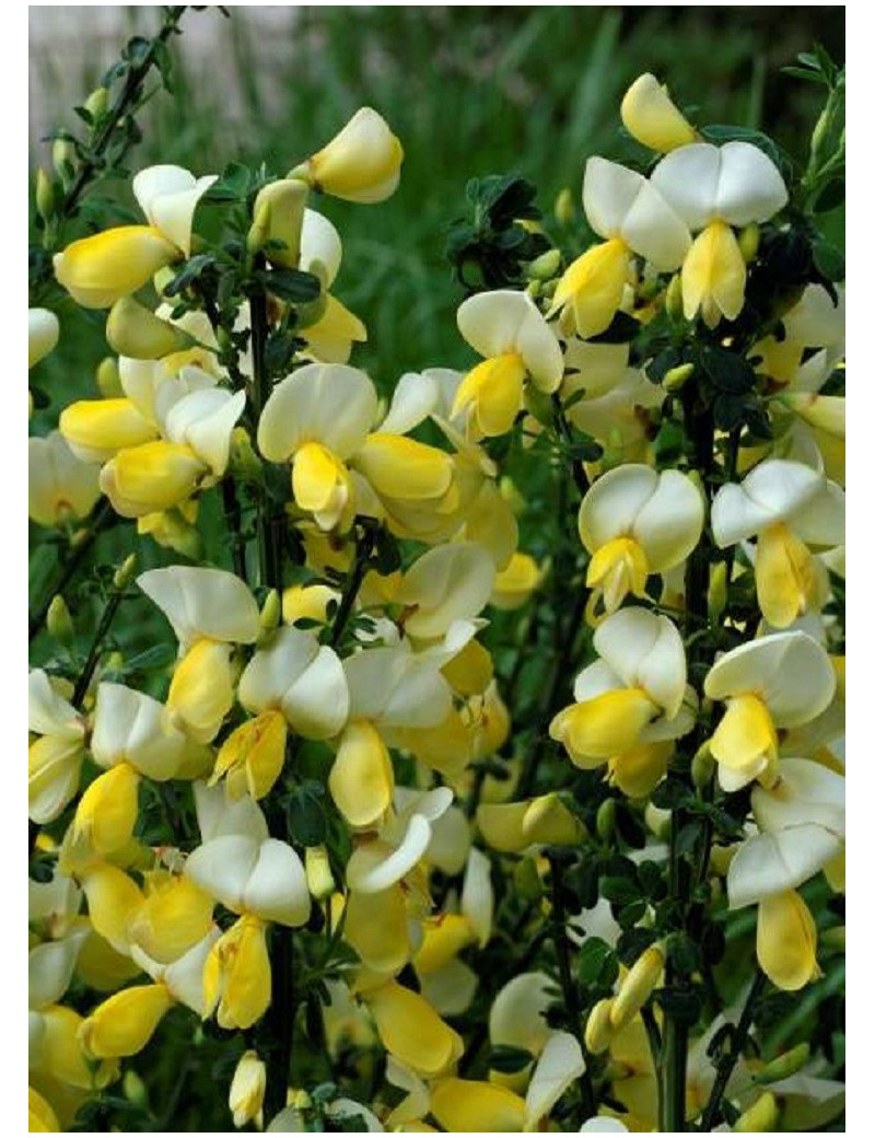 CYTISUS scoparius LUNA