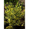 CYTISUS scoparius LUNA