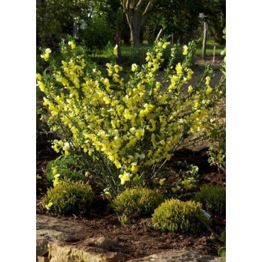 CYTISUS scoparius LUNA