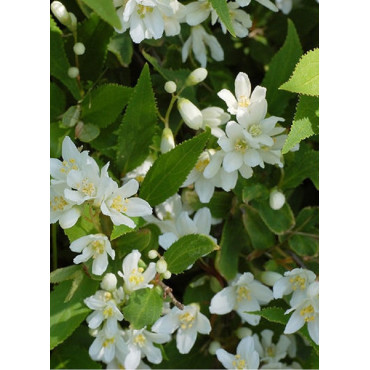 DEUTZIA gracilis