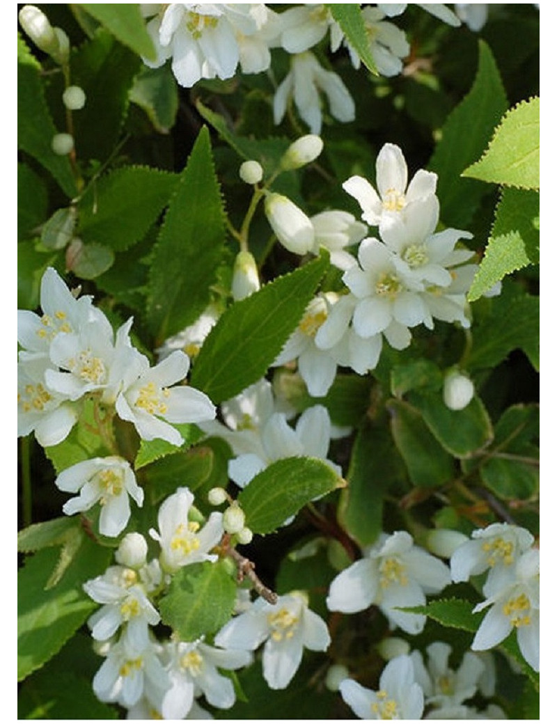 DEUTZIA gracilis