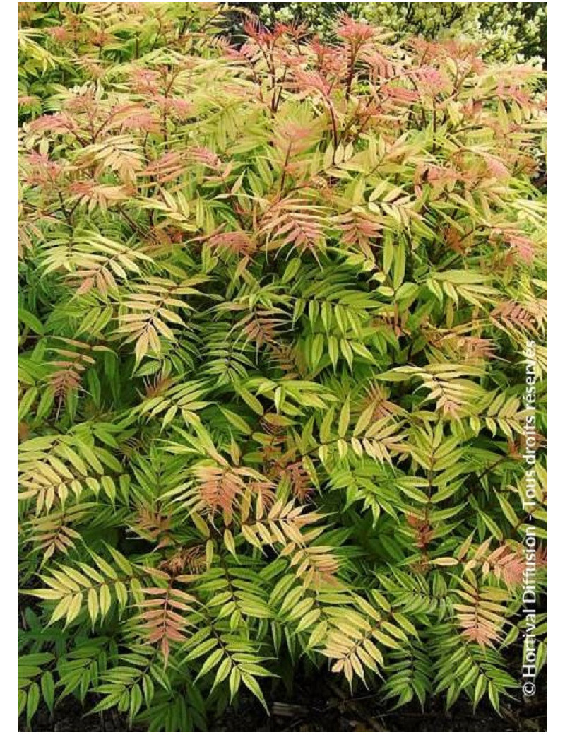 SORBARIA sorbifolia SEM