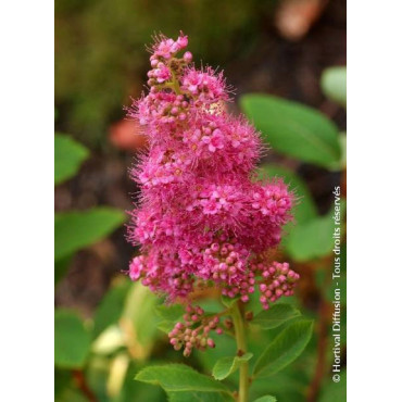 SPIRAEA BILLIARDII