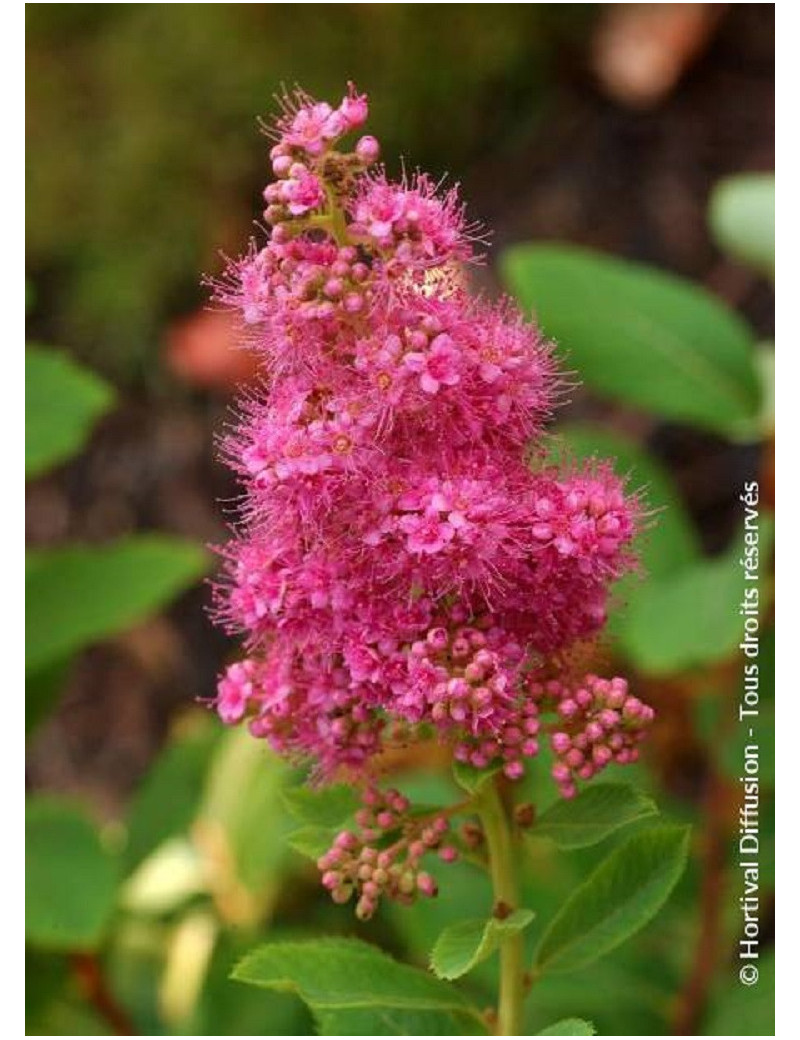 SPIRAEA BILLIARDII