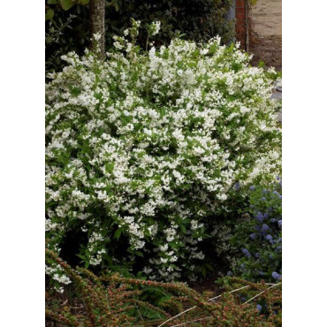 DEUTZIA gracilis