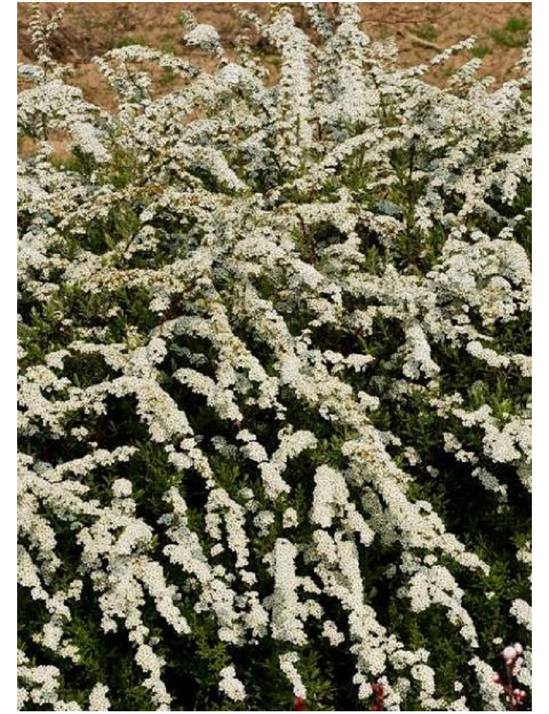 SPIRAEA cinerea GREFSHEIM