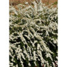 SPIRAEA cinerea GREFSHEIM