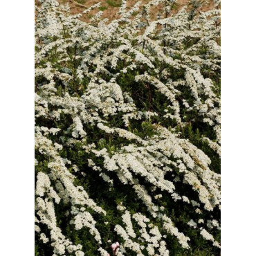 SPIRAEA cinerea GREFSHEIM