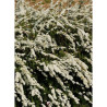 SPIRAEA cinerea GREFSHEIM