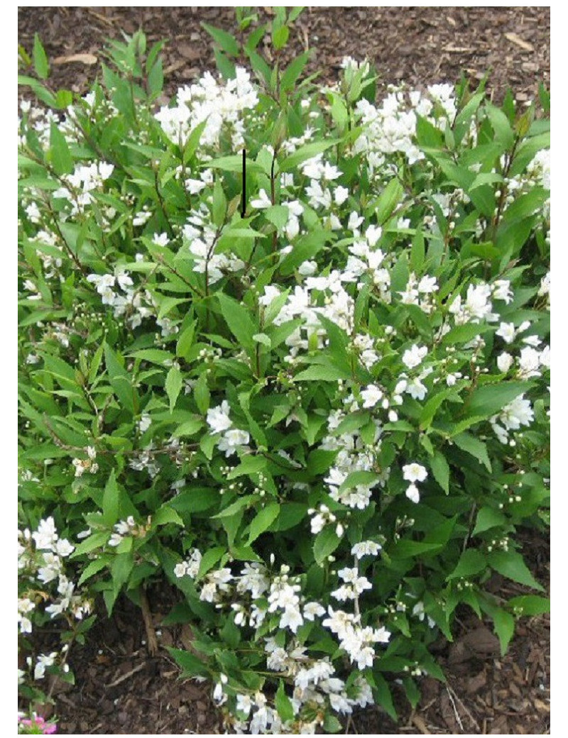 DEUTZIA gracilis NIKKO