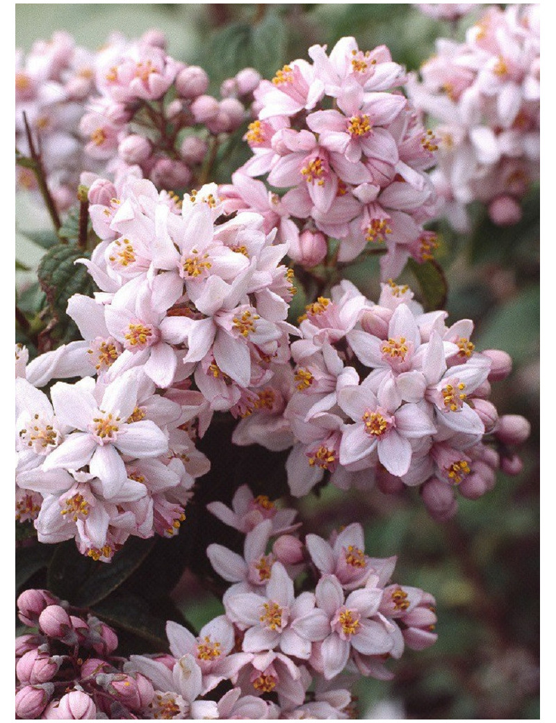 DEUTZIA hybrida MONT ROSE