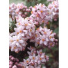 DEUTZIA hybrida MONT ROSE