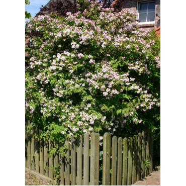 DEUTZIA hybrida MONT ROSE