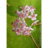 DEUTZIA hybrida MONT ROSE