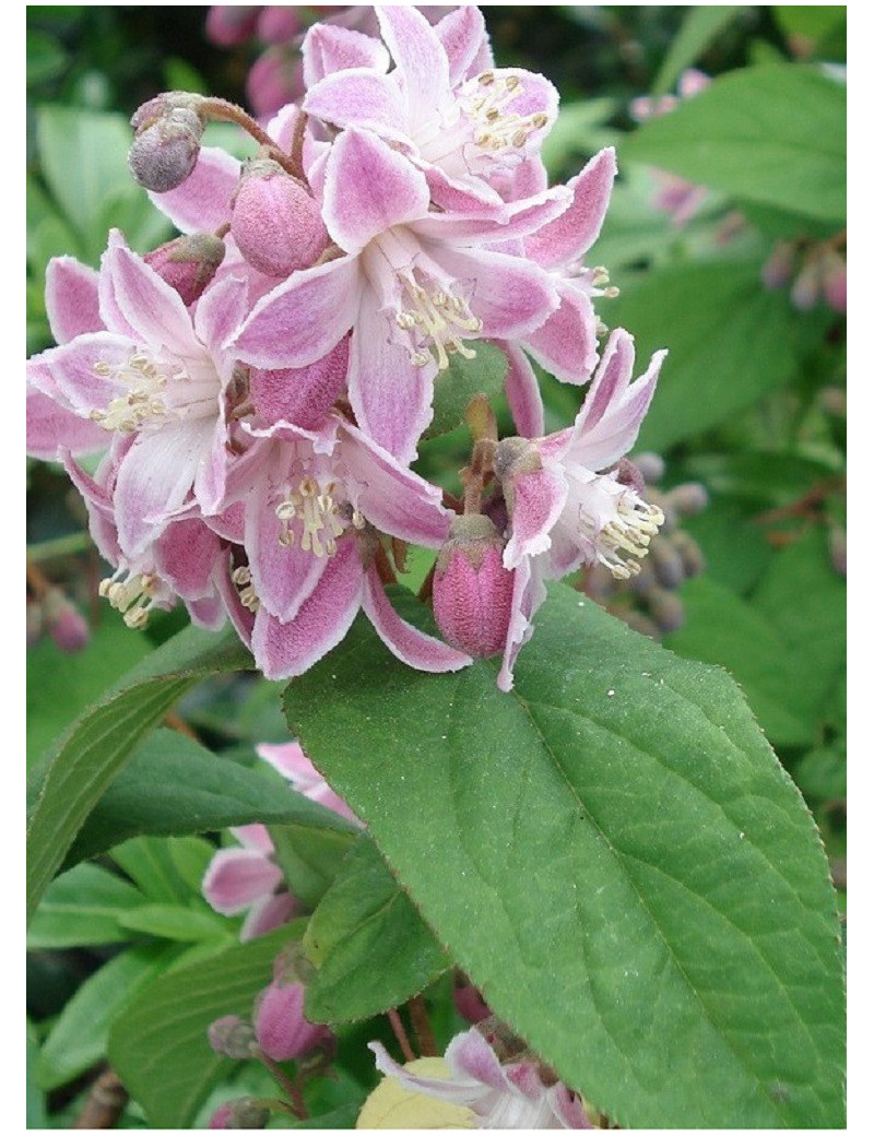 DEUTZIA hybrida PERLE ROSE