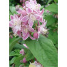 DEUTZIA hybrida PERLE ROSE