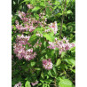 DEUTZIA hybrida PERLE ROSE