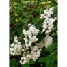 DEUTZIA magnifica