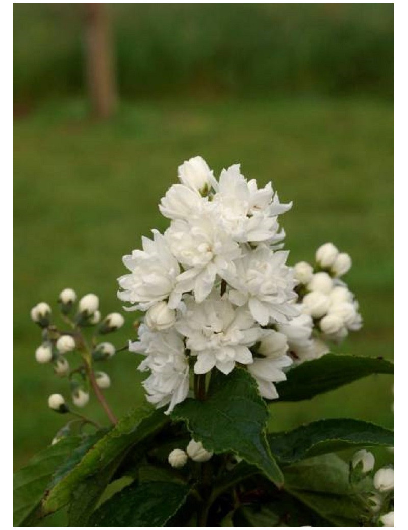 DEUTZIA magnifica