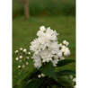 DEUTZIA magnifica