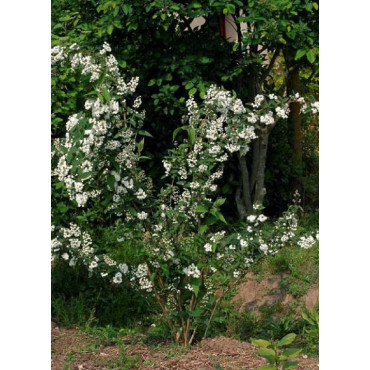 DEUTZIA magnifica