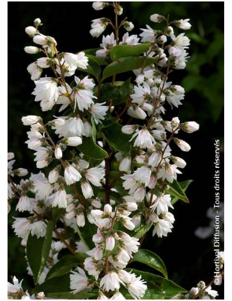 DEUTZIA scabra PRIDE OF ROCHESTER