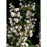 DEUTZIA scabra PRIDE OF ROCHESTER