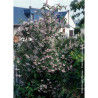 DEUTZIA scabra PRIDE OF ROCHESTER