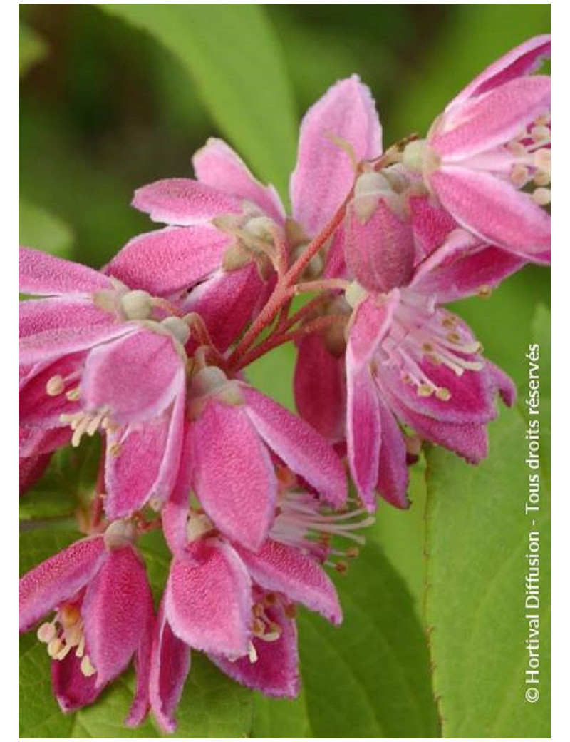 DEUTZIA TOURBILLON ROUGE