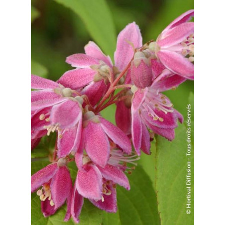 DEUTZIA TOURBILLON ROUGE