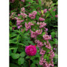 DEUTZIA TOURBILLON ROUGE