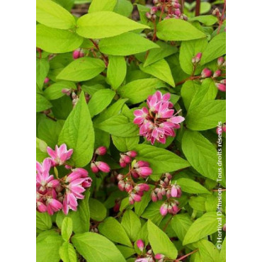 DEUTZIA TOURBILLON ROUGE