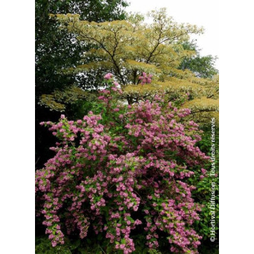 DEUTZIA TOURBILLON ROUGE