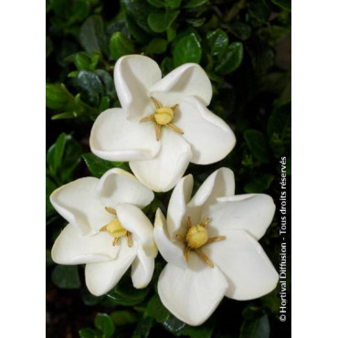 GARDENIA jasminoides KLEIM'S HARDY