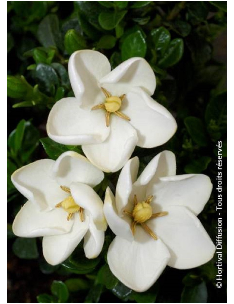 GARDENIA jasminoides KLEIM'S HARDY