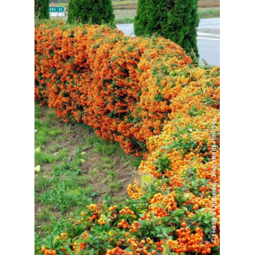 PYRACANTHA SAPHYR ORANGE