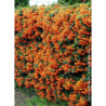 PYRACANTHA SAPHYR ORANGE