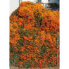 PYRACANTHA SAPHYR ORANGE