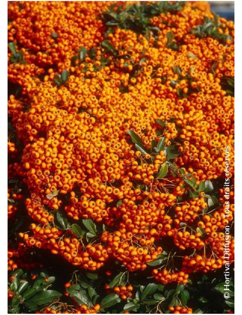 PYRACANTHA SAPHYR ORANGE