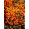 PYRACANTHA SAPHYR ORANGE